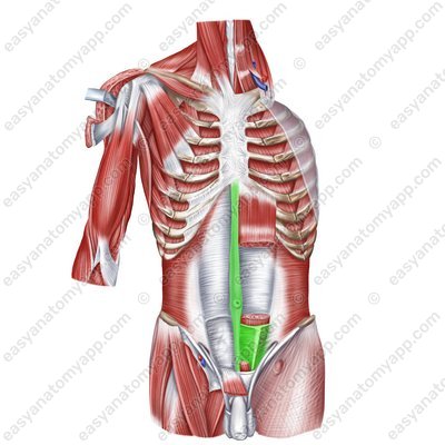 Влагалище прямой мышцы живота (vagina m. recti abdominis) – передняя стенка